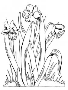 Daffodil coloring page 1 - Free printable