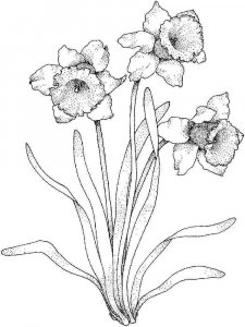 Daffodil coloring page 10 - Free printable