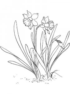 Daffodil coloring page 13 - Free printable