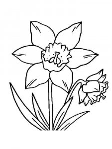 Daffodil coloring page 14 - Free printable