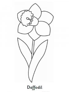 Daffodil coloring page 2 - Free printable