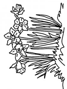 Daffodil coloring page 4 - Free printable