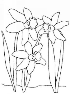 Daffodil coloring page 5 - Free printable