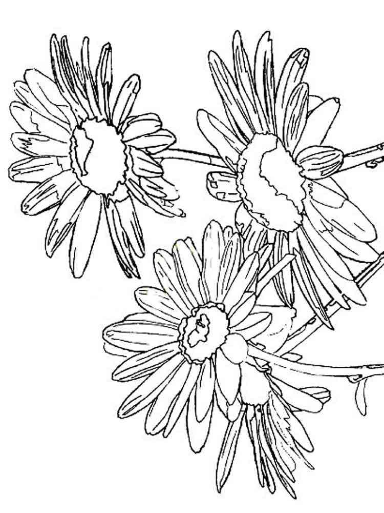dasiy coloring pages - photo #18