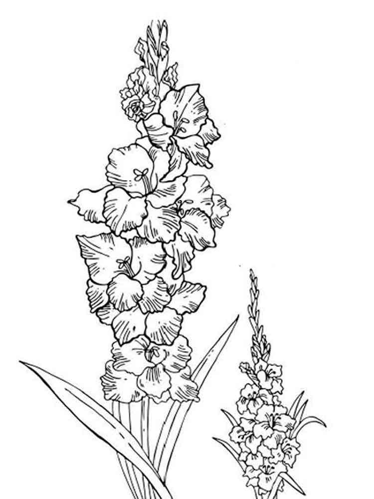 Gladiolus flower coloring pages 6