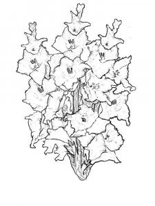 Gladiolus coloring page 8 - Free printable