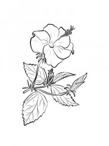 Hibiscus coloring page 12 - Free printable