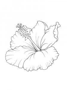 Hibiscus coloring page 13 - Free printable
