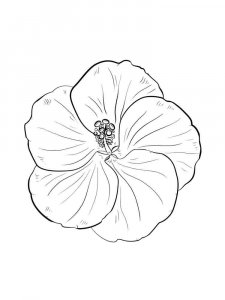 Hibiscus coloring page 14 - Free printable