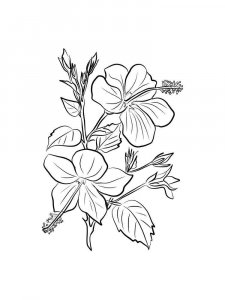Hibiscus coloring page 16 - Free printable