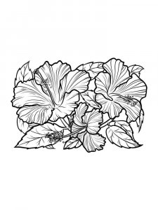 Hibiscus coloring page 17 - Free printable