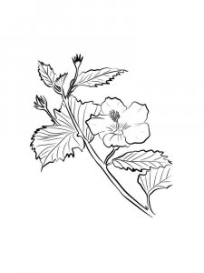 Hibiscus coloring page 18 - Free printable