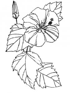 Hibiscus coloring page 10 - Free printable
