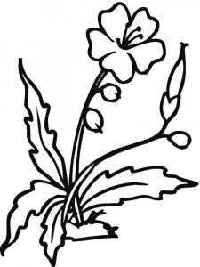 Hibiscus coloring page 2 - Free printable
