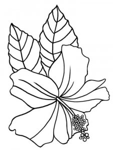 Hibiscus coloring page 3 - Free printable