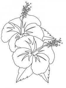 Hibiscus coloring page 6 - Free printable
