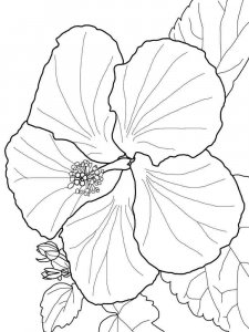 Hibiscus coloring page 7 - Free printable