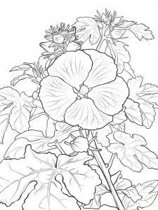 Hibiscus coloring page 9 - Free printable