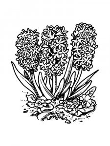 Hyacinth coloring page 12 - Free printable