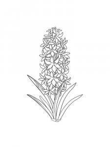 Hyacinth coloring page 13 - Free printable
