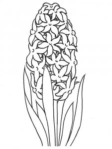 Hyacinth coloring page 1 - Free printable