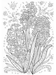 Hyacinth coloring page 3 - Free printable