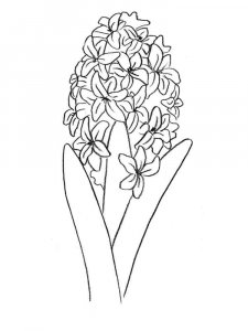 Hyacinth coloring page 4 - Free printable