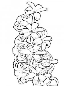 Hyacinth coloring page 5 - Free printable