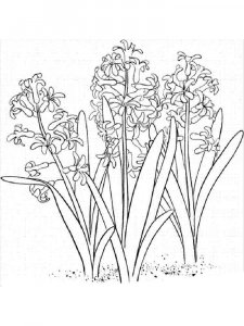 Hyacinth coloring page 8 - Free printable