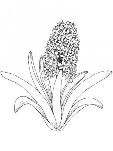 Hyacinth coloring page 9 - Free printable
