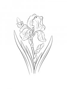 Iris coloring page 20 - Free printable