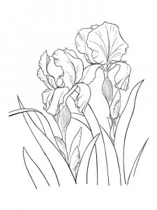 Iris coloring page 25 - Free printable