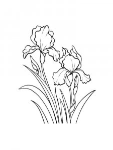 Iris coloring page 26 - Free printable