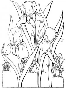 Iris coloring page 5 - Free printable