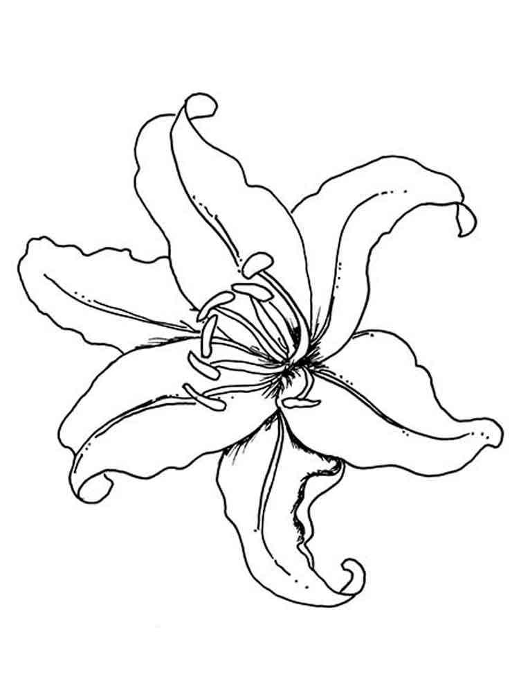 Lilies flower coloring pages 11