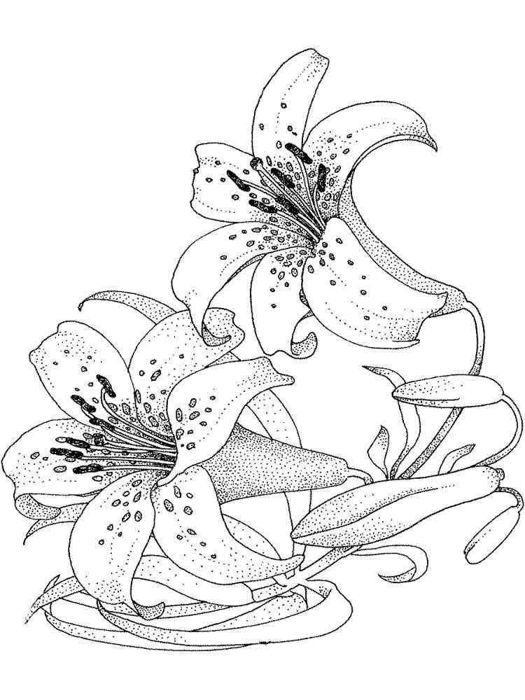 coloring lily flower flowers printable adult sheets lilies colouring drawing para recommended printables getcolorings anycoloring colorear flores