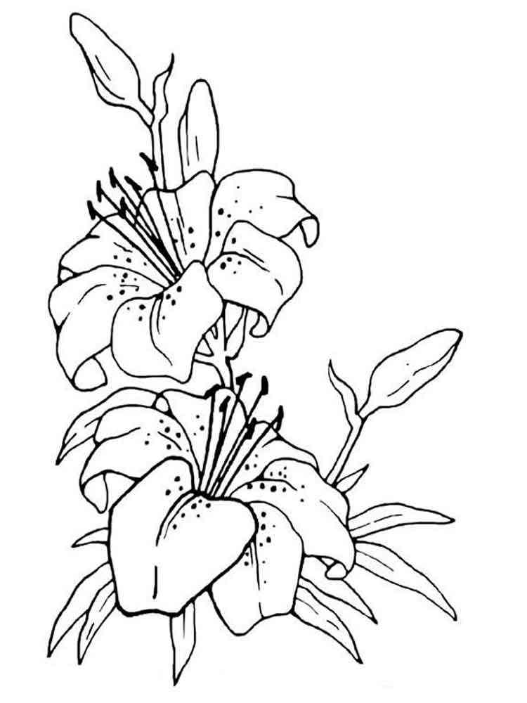 Lily Flower coloring pages. Download and print Lily Flower coloring pages