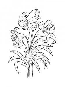 Lilies coloring page 21 - Free printable