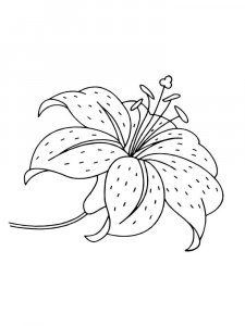 Lilies coloring page 26 - Free printable