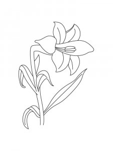 Lilies coloring page 30 - Free printable