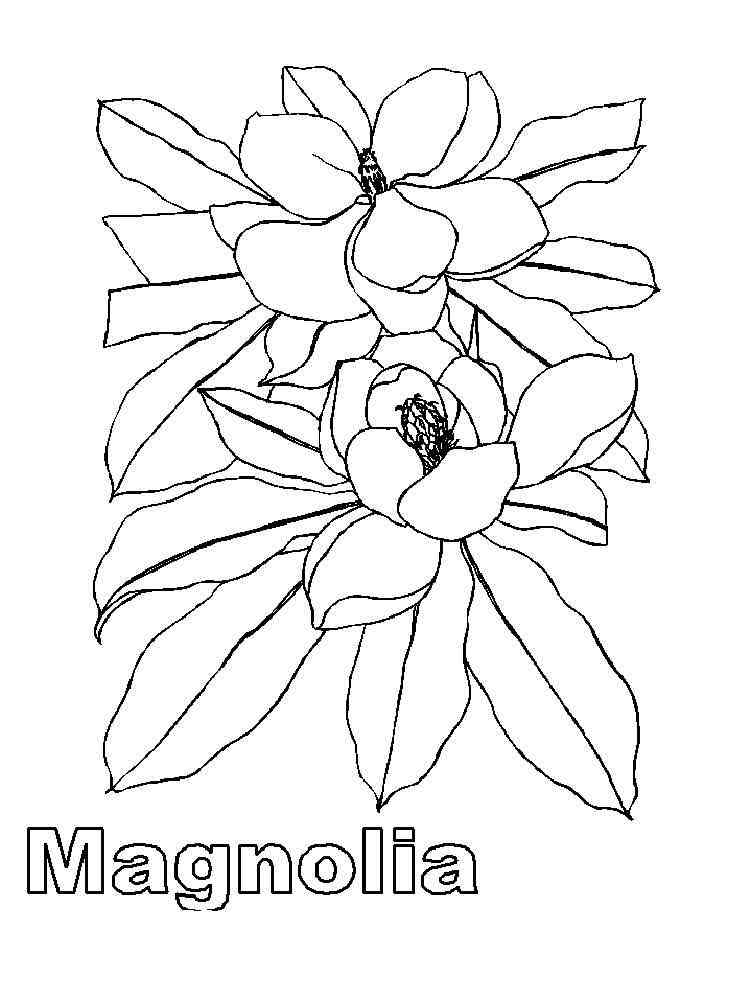 magnolia flower coloring pages - photo #11