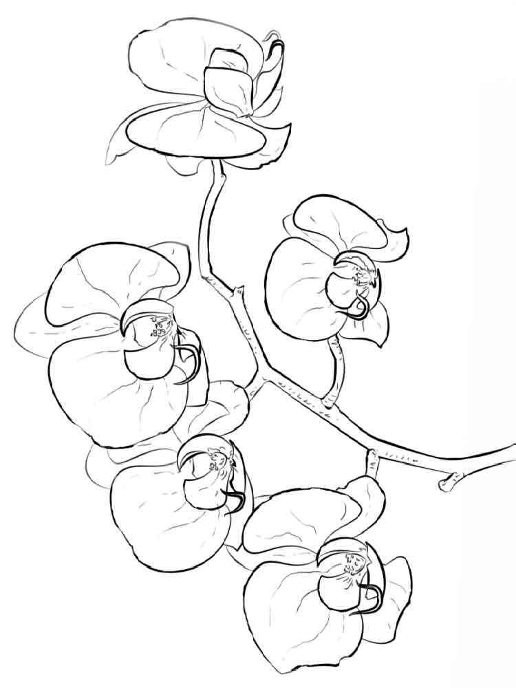 Orchid flower coloring pages 10