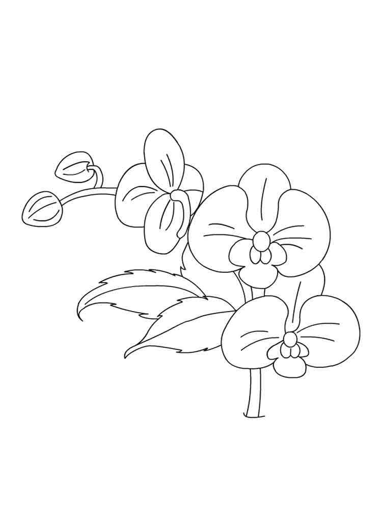 Orchid coloring pages. Download and print Orchid coloring pages