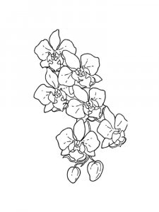 Orchid coloring page 18 - Free printable