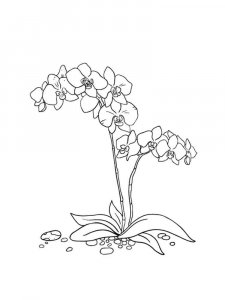 Orchid coloring page 19 - Free printable