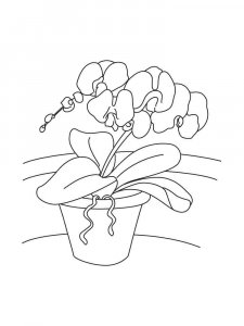 Orchid coloring page 20 - Free printable