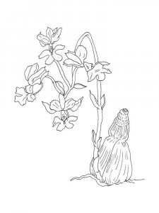 Orchid coloring page 21 - Free printable