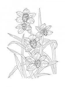 Orchid coloring page 22 - Free printable