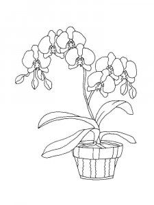 Orchid coloring page 23 - Free printable