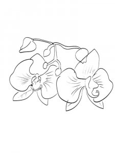 Orchid coloring page 24 - Free printable
